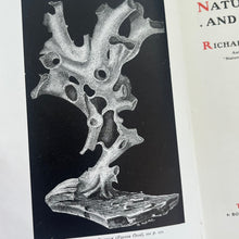 Load image into Gallery viewer, Nature Curious and Beautiful by Richard Kerr; Early 20th Century Illustrated Book