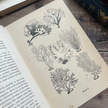 Load image into Gallery viewer, The Fresh and Saltwater Aquarium by Rev J G Wood Victorian Book with Plates