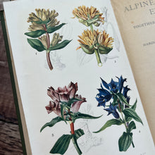 Load image into Gallery viewer, 1911 Alpine Plants of Europe by H.S.Thompson; Antique Floral Binding Book