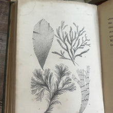 Load image into Gallery viewer, 1853 The Marine Botanist; An Introduction to the Study of British Seaweeds Illustrated
