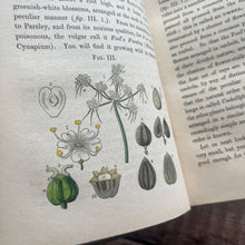 Load image into Gallery viewer, 1847 Ladies Botany A Familiar Introduction to the Study of Botany; Full Calf Leather