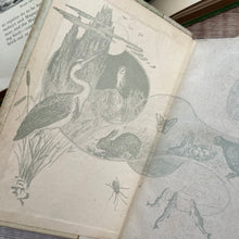 Load image into Gallery viewer, The Little Naturalist Series; In the Garden and At the Seaside Illustrated Books