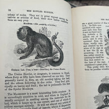 Load image into Gallery viewer, The Boy's Own Natural History Beautiful Cloth Binding Late Victorian Book