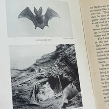 Load image into Gallery viewer, 1912 British Land Mammals by A Nicol Simpson; Peeps at Nature Series First Edition