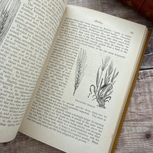 Load image into Gallery viewer, Corn, Roots, and Other Crops of the Farm; Illustrated Late Victorian Book