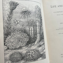 Load image into Gallery viewer, 1929 Life and Her Children by Arabella Buckley Illustrated Book