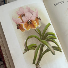 Load image into Gallery viewer, 1893 About Orchids A Chat by Frederick Boyle; Late Victorian Botany Book