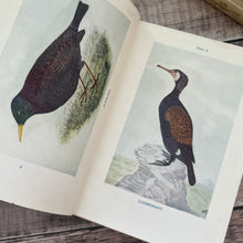 Load image into Gallery viewer, British Birds and Their Eggs by J Maclair Boraston; Early 20th Century Illustrated Book