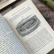 Load image into Gallery viewer, 1880 The Fairy-Land of Science by Arabella Buckley; Illustrated Nature Book