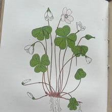 Load image into Gallery viewer, 1905 Wayside and Woodland Blossoms; Edwardian Illustrated Book (et)