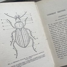 Load image into Gallery viewer, 1914 Common British Beetles by Rev Charles A Hall; Peeps at Nature Series First Edition