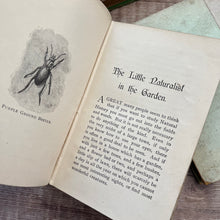 Load image into Gallery viewer, The Little Naturalist Series; In the Garden and At the Seaside Illustrated Books