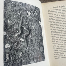 Load image into Gallery viewer, 1913 Reptiles and Amphibians by A Nicol Simpson; Peeps at Nature Series First Edition
