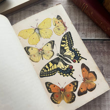 Load image into Gallery viewer, 1860 British Butterflies by WS Coleman Illustrated with Plates