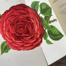 Load image into Gallery viewer, 1885 The Amateur's Rose Book by Shirley Hibberd Victorian Gardening Book