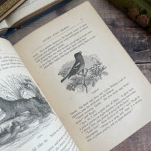 Load image into Gallery viewer, Wildcat Tower by G. Christopher Davies; Victorian Illustrated Book