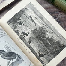 Load image into Gallery viewer, 1881 Half Hours in the Far South; The People and Scenery of the Tropics
