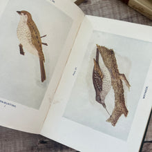 Load image into Gallery viewer, British Birds and Their Eggs by J Maclair Boraston; Early 20th Century Illustrated Book
