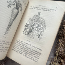 Load image into Gallery viewer, The Young Botanists; 19th Century Illustrated Book