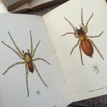 Load image into Gallery viewer, 1947 Spiders by W S Bistowe King Penguin Books