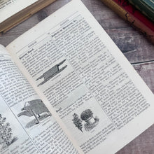 Load image into Gallery viewer, 1895 Beeton's All About Gardening A Dictionary of Garden Work 500 Illustrations