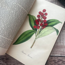 Load image into Gallery viewer, 1854 Floricultural Cabinet; Early Victorian with Hand Coloured Plates
