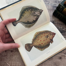 Load image into Gallery viewer, The Sea Shore Shown to the Children Antique Nature Wildlife Book...published by T.C & E.C Jack Ltd