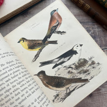 Load image into Gallery viewer, 1853 Popular British Ornithology by P.H.Gosse; Second Edition with Hand Coloured Plates