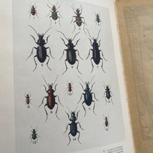 Load image into Gallery viewer, 1914 Common British Beetles by Rev Charles A Hall; Peeps at Nature Series First Edition
