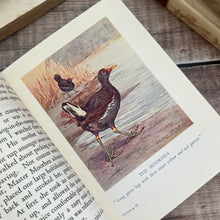 Load image into Gallery viewer, Feathered Friends of Stream and Shore by Eleanor E Helme; With Dust Jacket