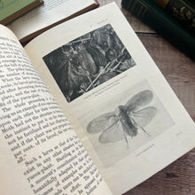 Load image into Gallery viewer, Rare 1921 Insect Life by C.A.Ealand First Edition Antique Illustrated Book