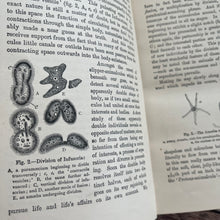 Load image into Gallery viewer, Sketches of Animal Life and Habits by Andrew Wilson; Victorian Illustrated Nature Book