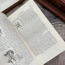 Load image into Gallery viewer, 1832 The Young Lady's Book A Manual of Elegant Recreations Late Georgian Third Edition