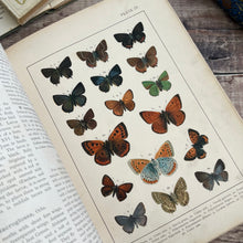 Load image into Gallery viewer, British and European Butterflies and Moths ... Colour Illustrations