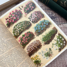 Load image into Gallery viewer, Alpine flowers by L & Prof Dr. C Schroter Antique Illustrated Book Beautiful Binding