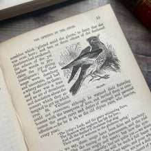 Load image into Gallery viewer, The Wild Flowers, Birds, Insects of The Months; 19th Century Illustrated Book