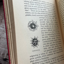 Load image into Gallery viewer, 1888 Ponds and Ditches; Natural History Rambles Illustrated Victorian Book