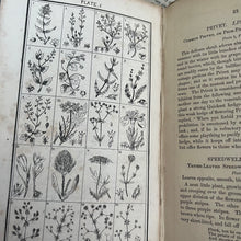 Load image into Gallery viewer, 1853 The Little English Flora or a Botanical and Popular Account of All Our Field Flowers