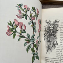 Load image into Gallery viewer, Familiar Wild Flowers Second Series by Edward Hulme; Half Leather Illustrated Book
