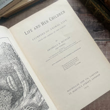Load image into Gallery viewer, 1929 Life and Her Children by Arabella Buckley Illustrated Book