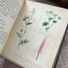 Load image into Gallery viewer, 1852 Popular Field Botany by Agnes Catlow; Third Edition with Hand Coloured Plates