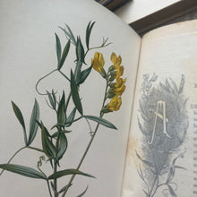 Load image into Gallery viewer, Familiar Wild Flowers Five Volumes; Half Leather Illustrated Set