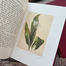 Load image into Gallery viewer, 1929 The Children's Book of Wild Flowers by Gareth H Browning; Two Volume Illustrated
