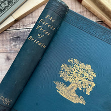 Load image into Gallery viewer, 1899 The Forest Trees of Britain by Rev C.A. Johns; Illustrated Victorian Book