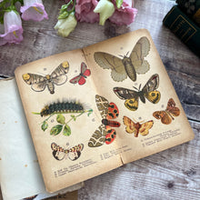 Load image into Gallery viewer, Disbound Book with a Collection of Colour Illustrations of Butterflies and Moths