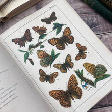 Load image into Gallery viewer, 1901 Familiar Butterflies and Moths by W F Kirby; Beautiful Pictorial Binding with Colour Plates