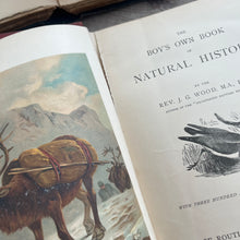 Load image into Gallery viewer, The Boy's Own Book of Natural History by Rev JG Wood; Jessie King Design Cover