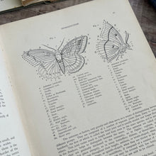 Load image into Gallery viewer, British and European Butterflies and Moths ... Colour Illustrations