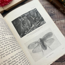 Load image into Gallery viewer, Rare 1921 Insect Life by C.A.Ealand First Edition Antique Illustrated Book