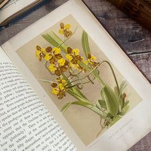 Load image into Gallery viewer, 1893 About Orchids A Chat by Frederick Boyle; Late Victorian Botany Book